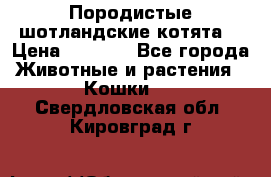 Породистые шотландские котята. › Цена ­ 5 000 - Все города Животные и растения » Кошки   . Свердловская обл.,Кировград г.